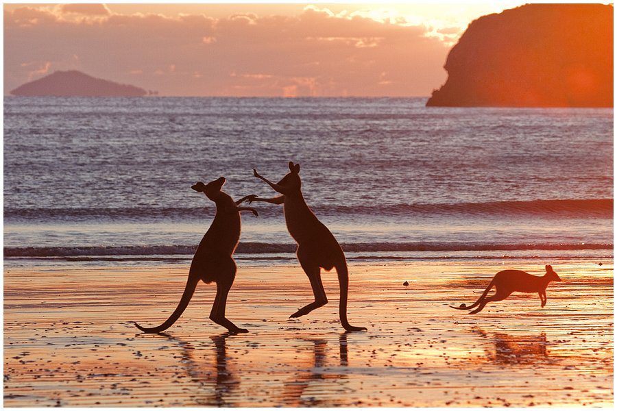 kangaroos at dawn